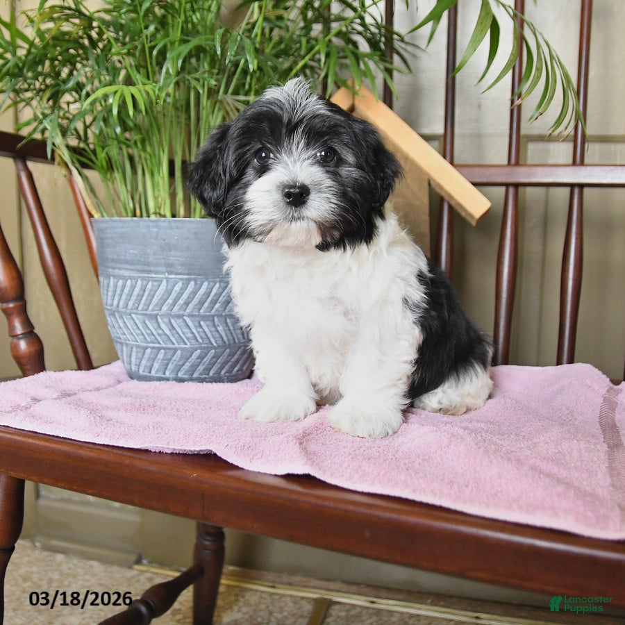 Havanese dogs Buddy - Ad 1