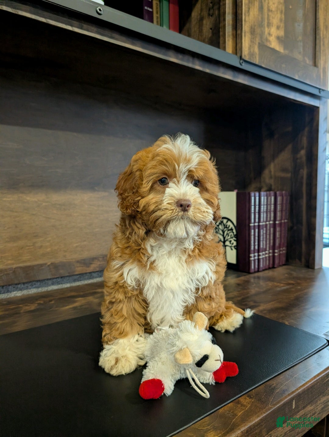 Cavapoo dogs for sale: Sally Sue - Ad 3