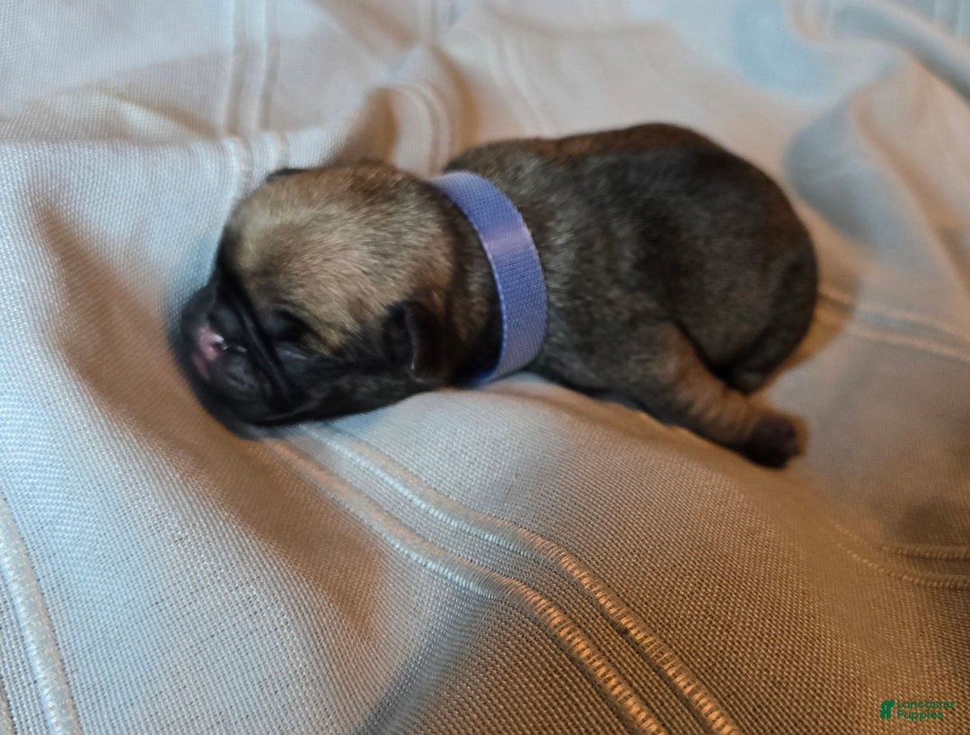 Pug dogs for sale: Freddie - Ad 2