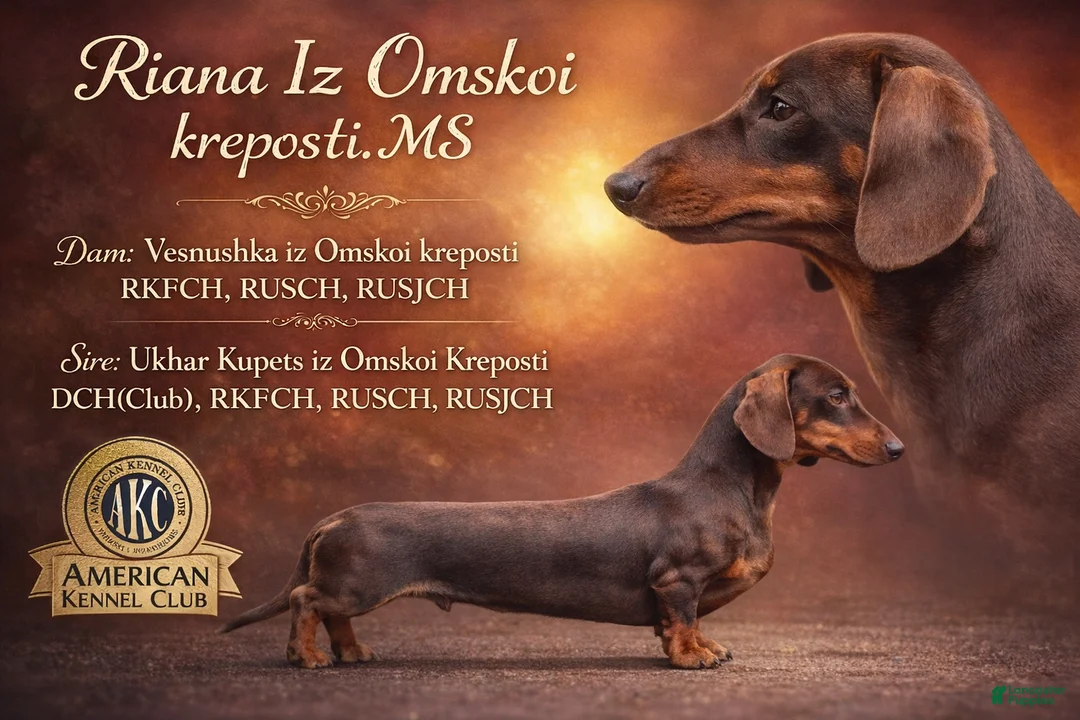 Miniature Dachshund dogs for sale: Rianna dappleShow boy - Ad 17