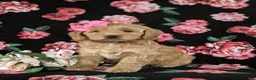 Cockapoo dogs for sale: Marilee - Ad 4