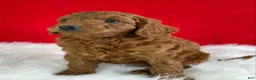 Mini Goldendoodle dogs for sale: Sadie - Ad 3