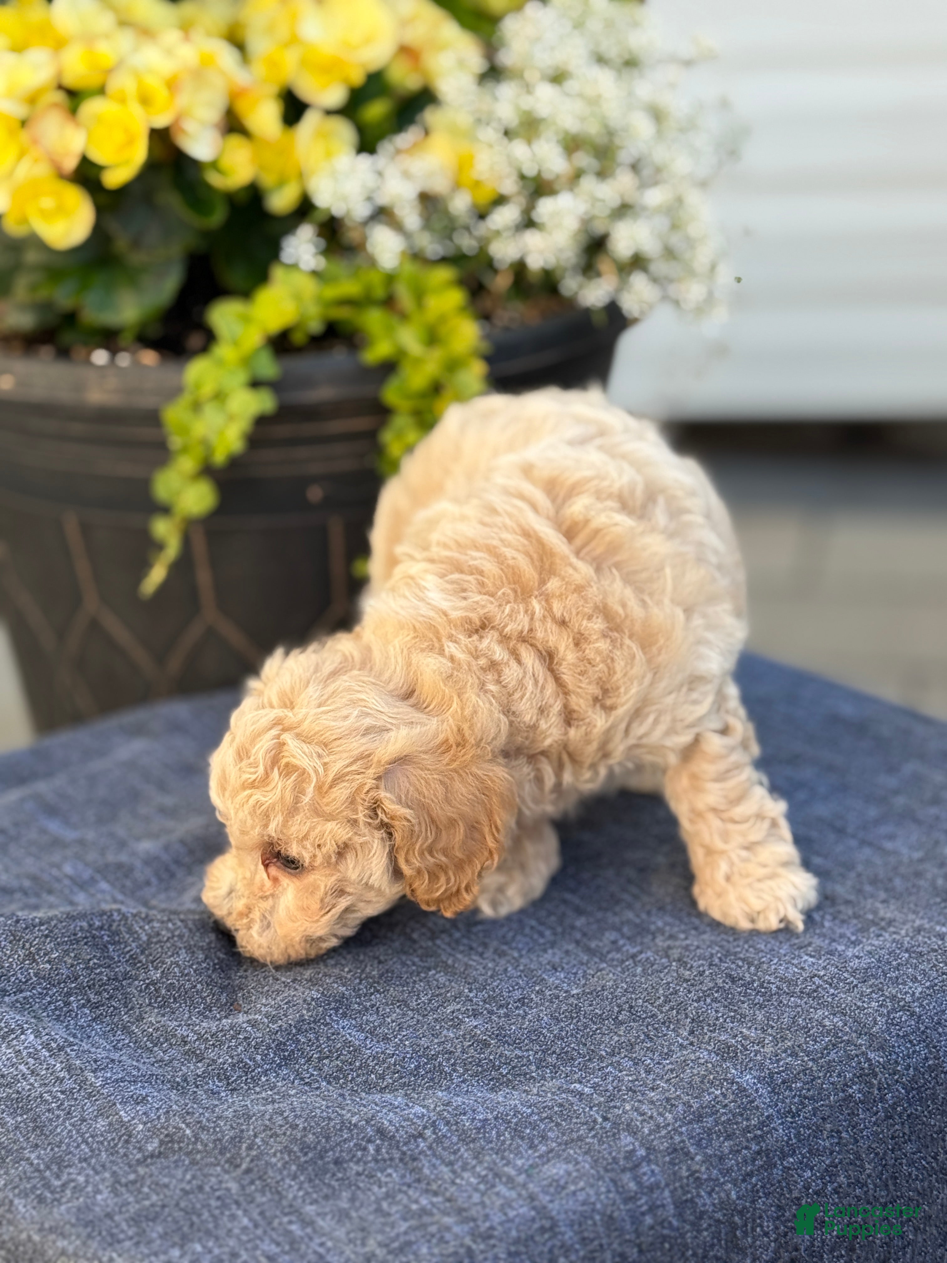 Bichpoo dogs for sale: Faye - Ad 4