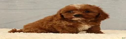 Cavapoo dogs for sale: Lana - Ad 8