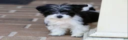 Teddy Bear dogs for sale: Rosie - Ad 28