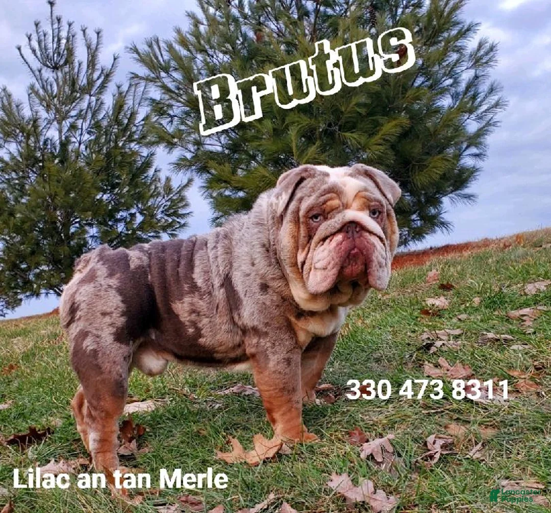 Beabull dogs for sale: Poppy - Ad 10