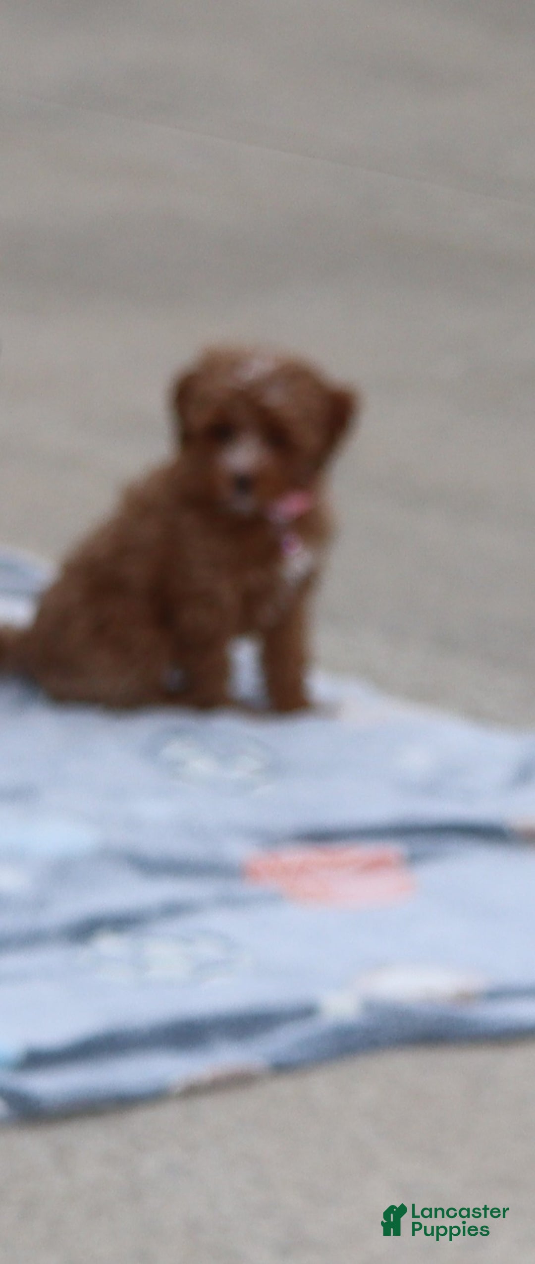 Havapoo dogs for sale: Ember 🌷👨‍👨‍👧‍👦💞🐕 - Ad 5