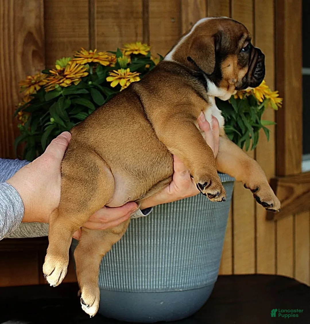 Olde English Bulldogge dogs for sale: Ridge - Ad 7