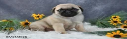 Pug dogs for sale: Kelsey - Ad 3