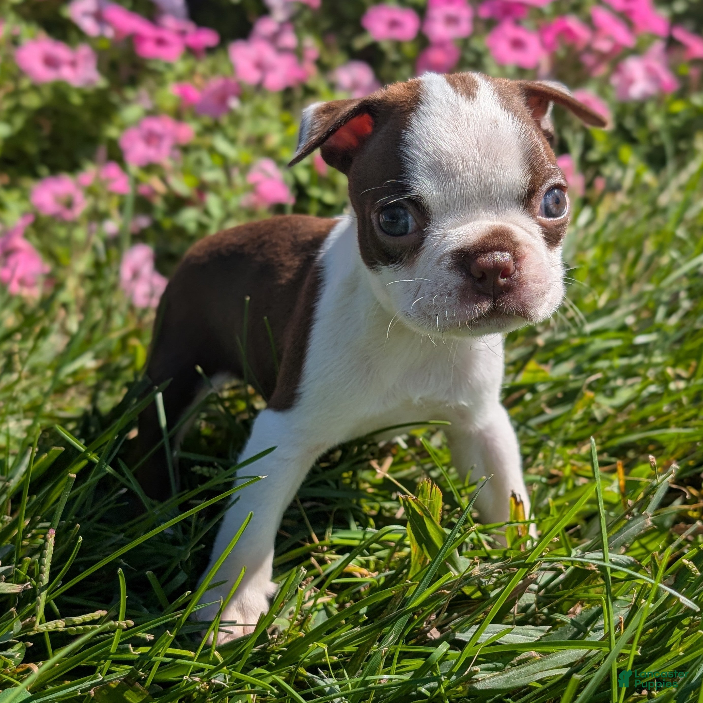 Boston Terrier dogs Cranberry - Ad 4