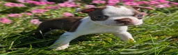 Boston Terrier dogs for sale: Cranberry - Ad 1