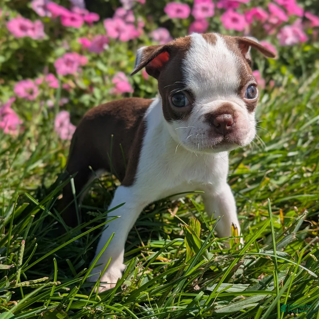 Boston Terrier dogs for sale: Cranberry - Ad 1