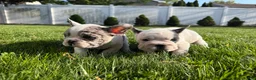 French Bulldog dogs for sale: Ying - Ad 4