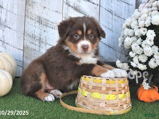 Australian Shepherd dogs - Ad 31