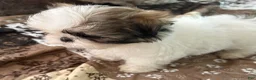 Shih Tzu dogs for sale: Patticake - Ad 4