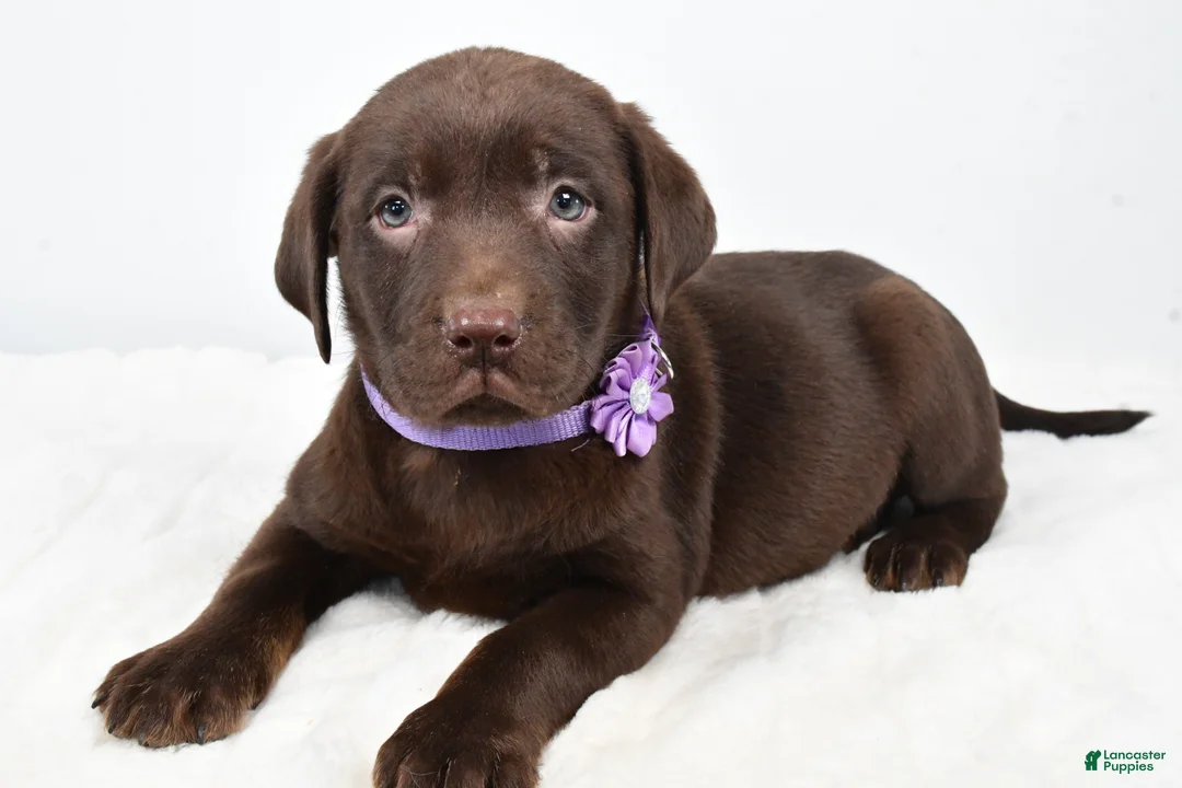 Labrador Retriever dogs for sale: Mindi - Ad 7