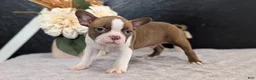 Boston Terrier dogs for sale: Max - Ad 10