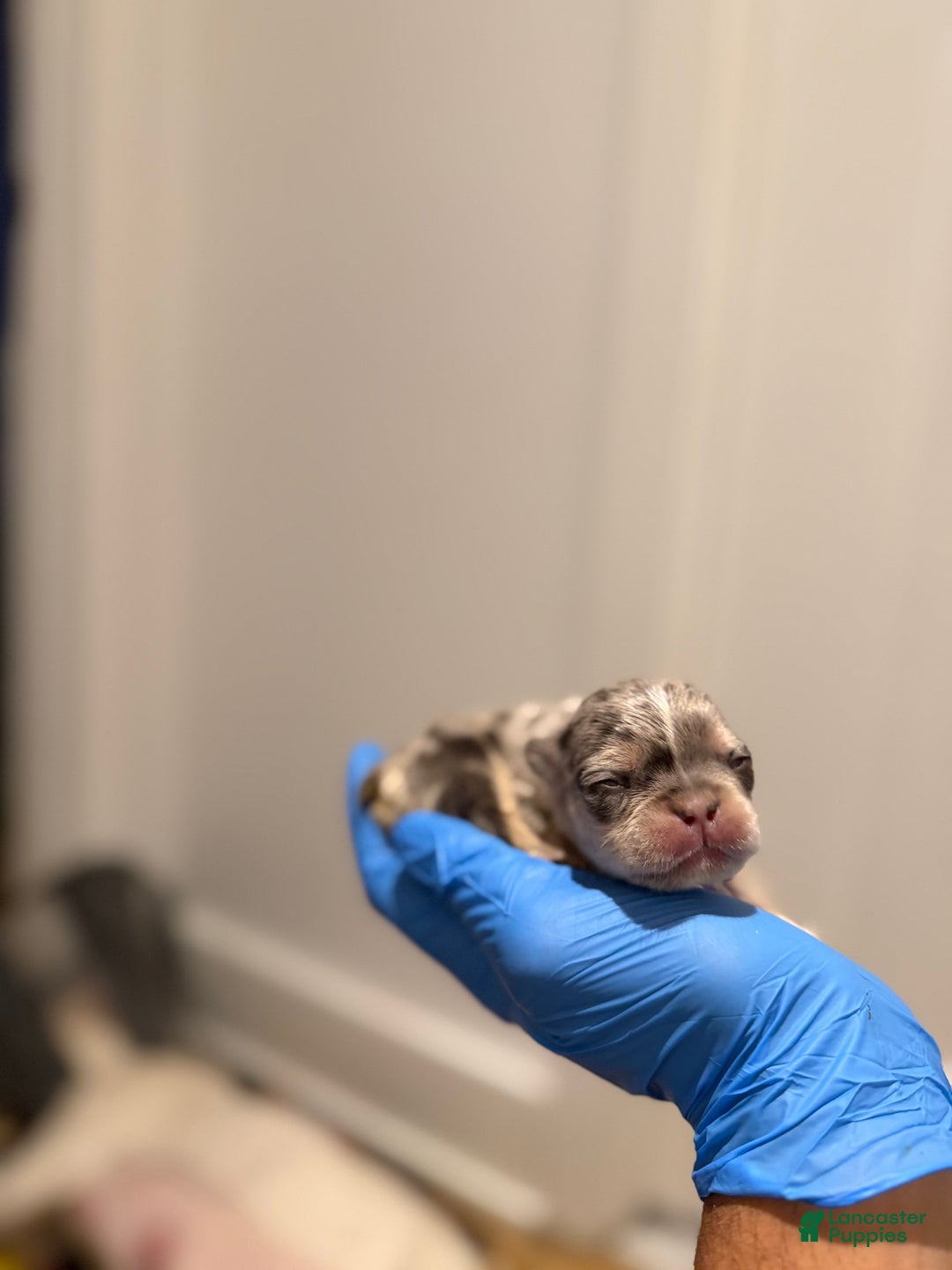 French Bulldog dogs for sale: Aspen - Ad 5