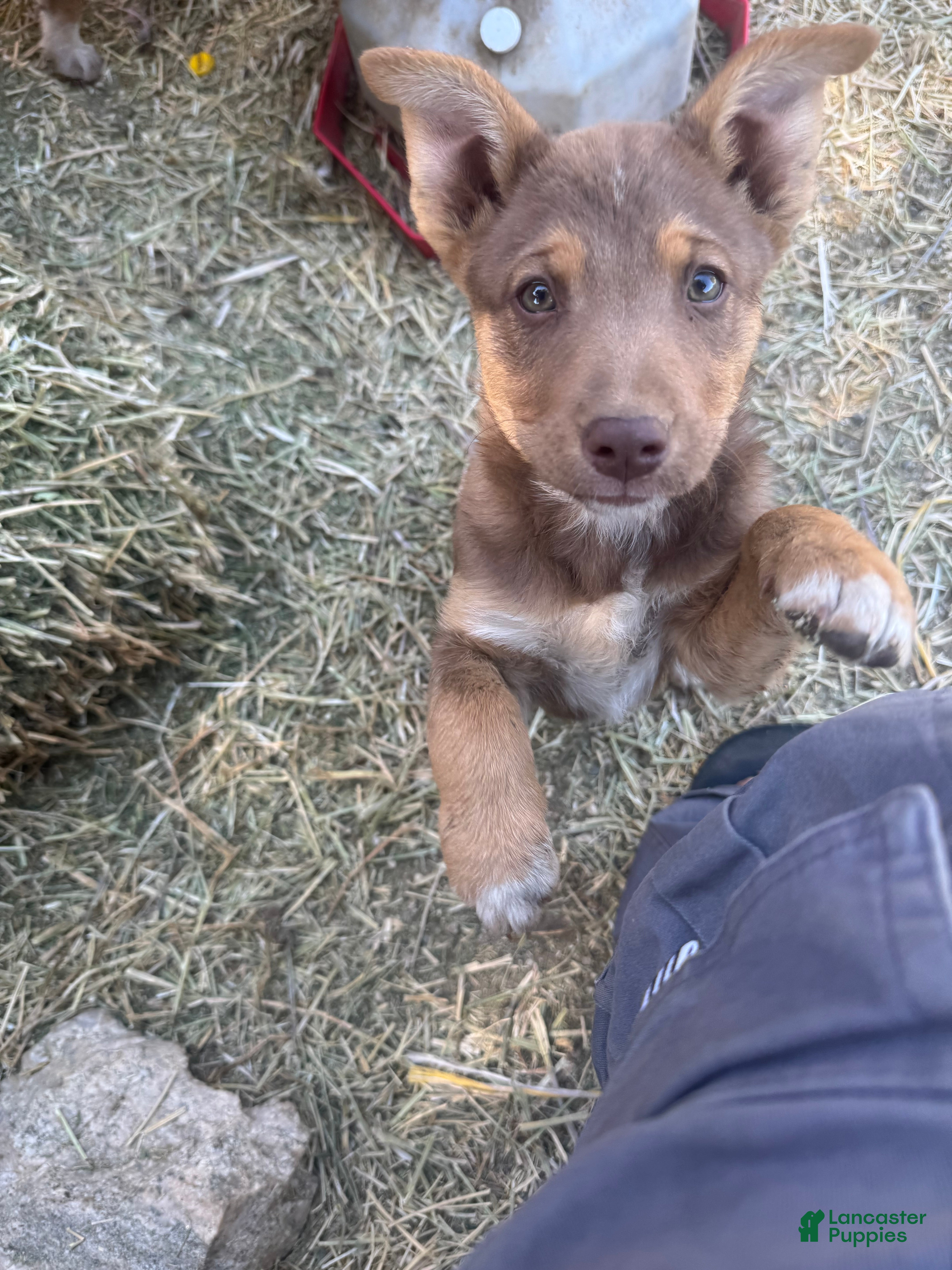 Mixed Breed dogs Mixed Breed Puppy 3 - Ad 40