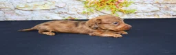 Miniature Dachshund dogs for sale: Zelda - Ad 2