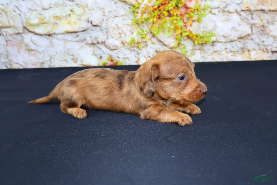 Miniature Dachshund dogs for sale: Zelda - Ad 2