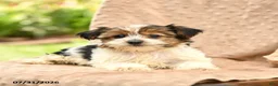 Biewer Terrier dogs for sale: Tatum - Ad 5