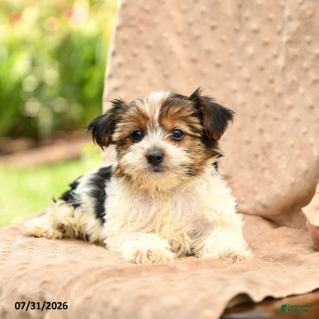 Biewer Terrier dogs for sale: Tatum - Ad 5