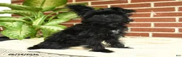 Yorkshire Terrier dogs for sale: Luna - Ad 5