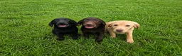 Labrador Retriever dogs for sale: Luna  - Ad 8