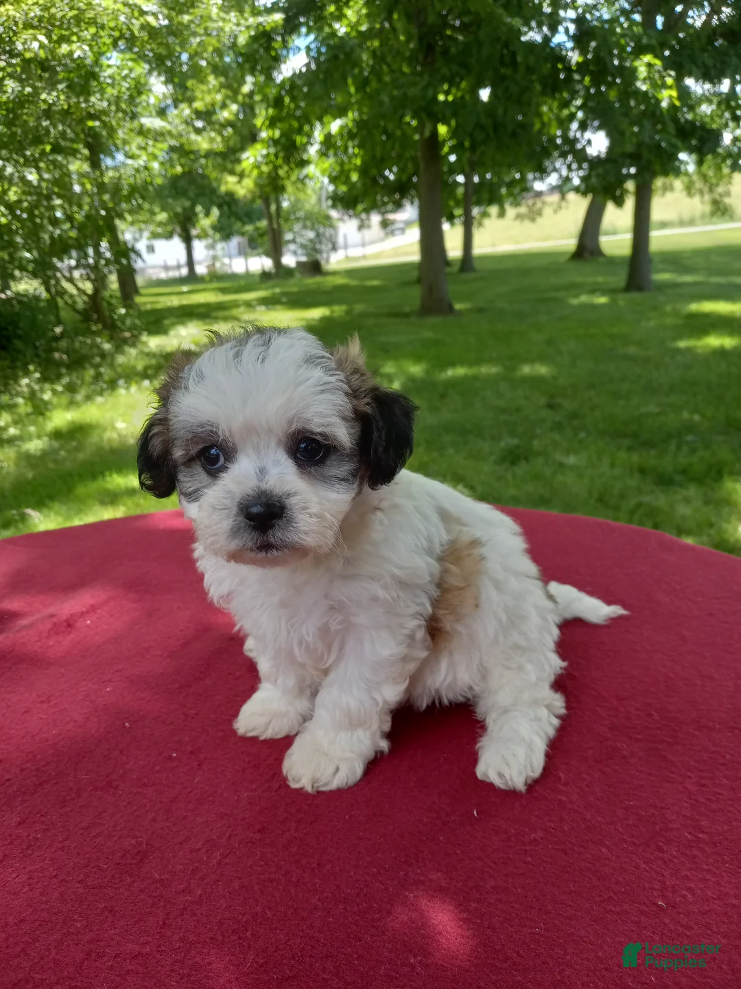Teddy Bear dogs for sale: Misty - Ad 1