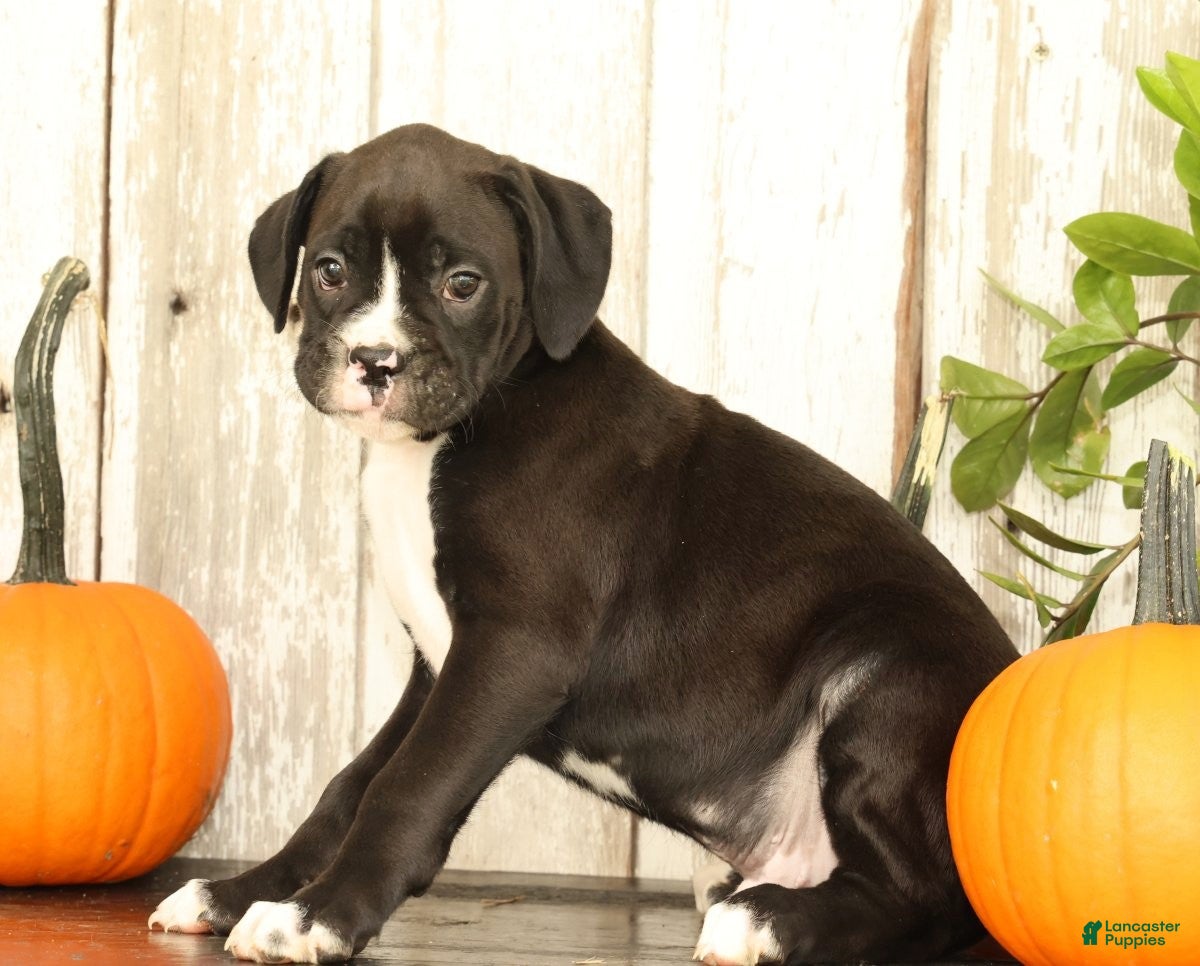 Boxer dogs Ace - Ad 1
