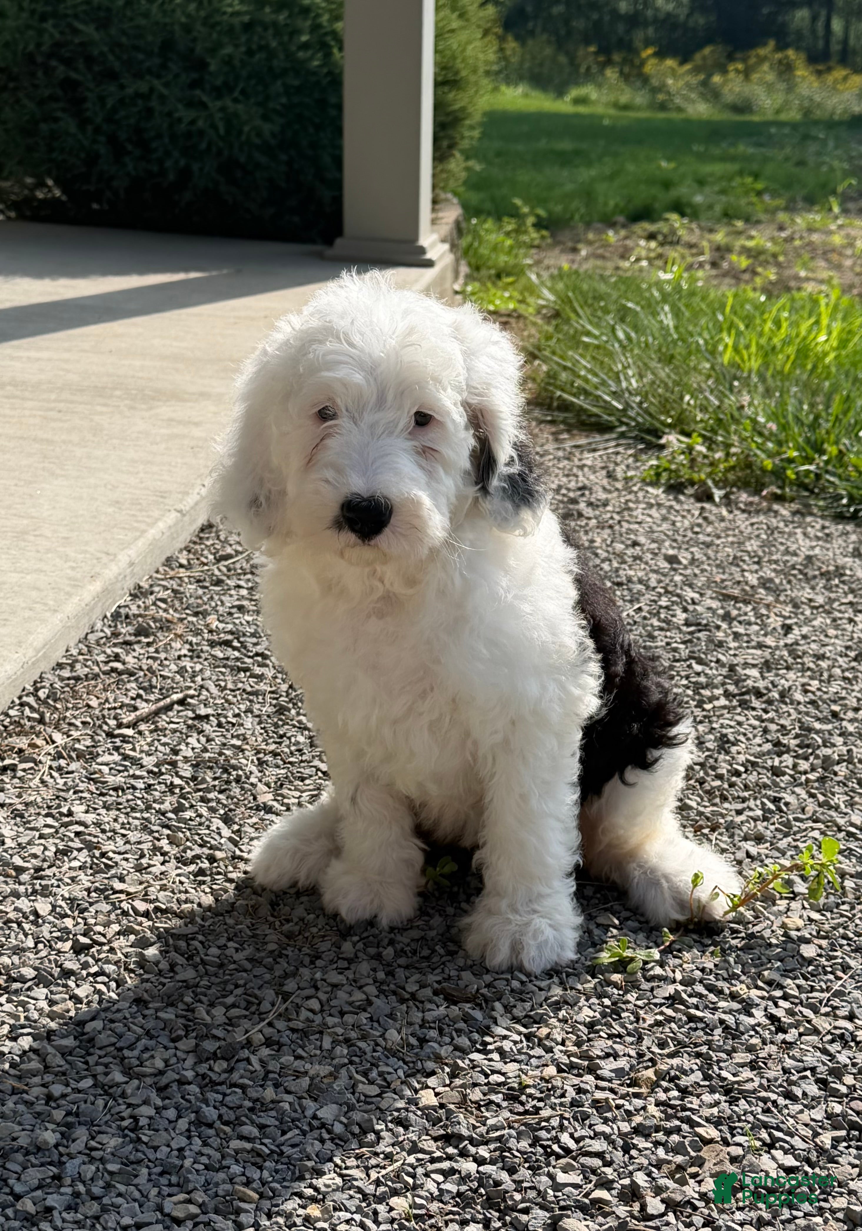 Sheepadoodle dogs Candy - Ad 1