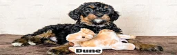 Bernedoodle dogs for sale: Dune - Ad 2