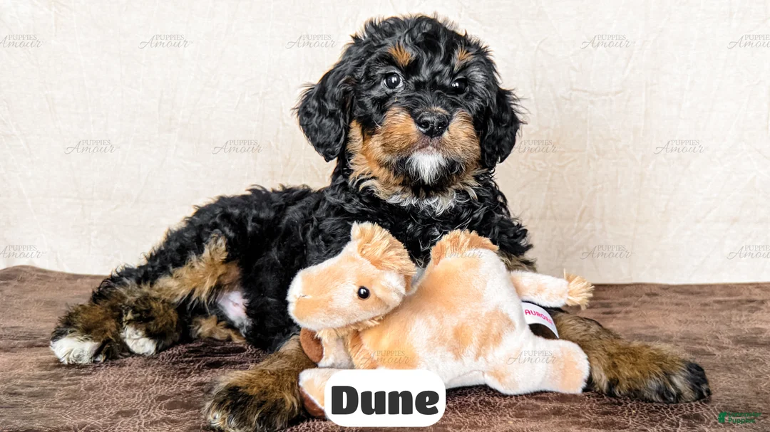 Bernedoodle dogs for sale: Dune - Ad 2