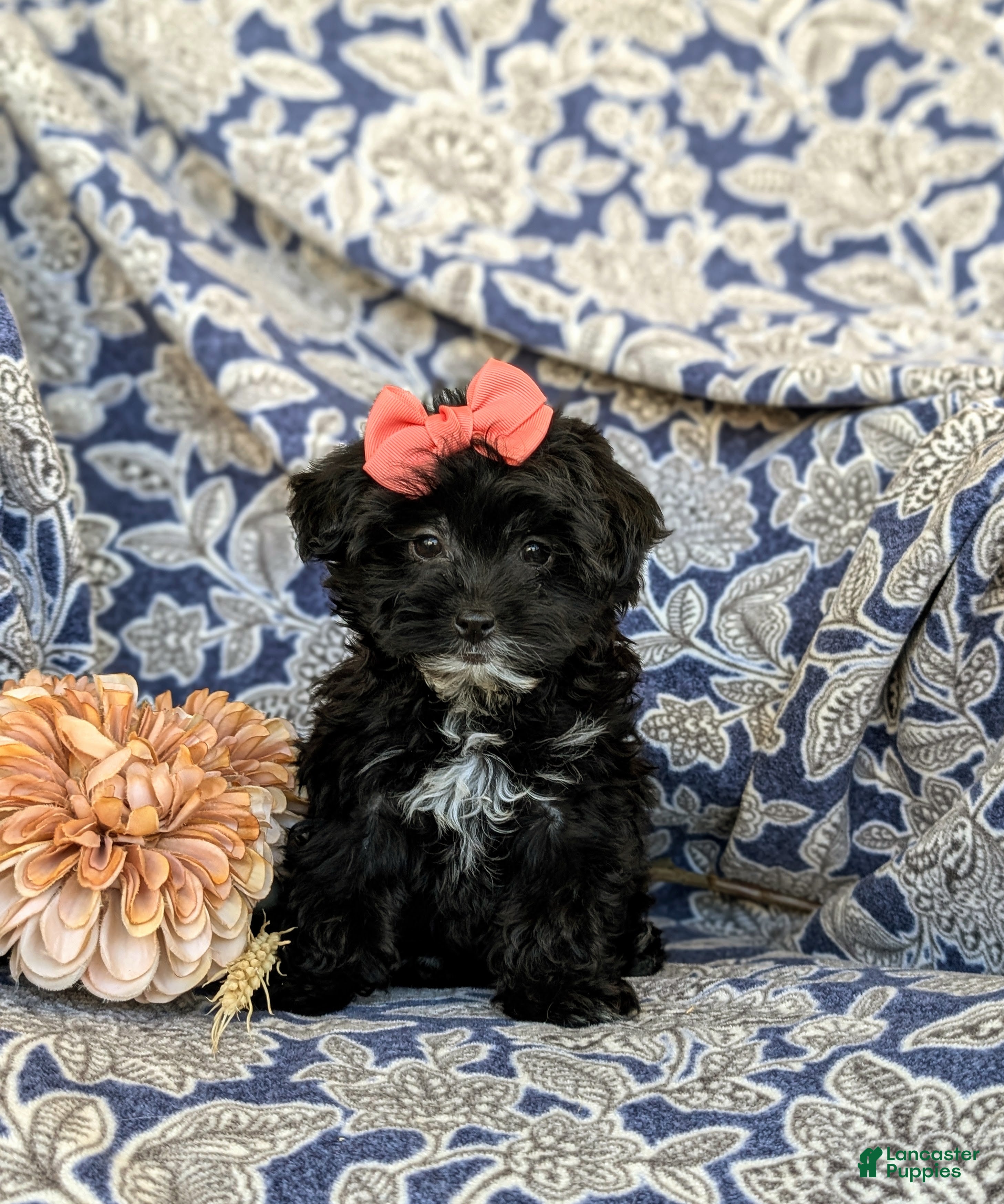 Yorkiepoo dogs for sale: Hana 6 lbs Full Grown - Ad 2