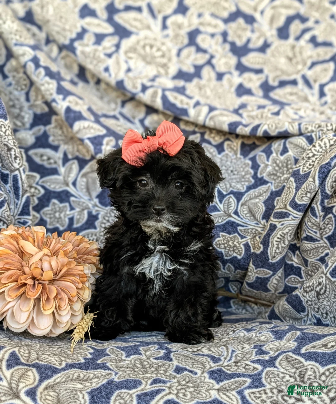 Yorkiepoo dogs for sale: Hana 6 lbs Full Grown - Ad 2