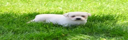 Labrador Retriever dogs for sale: Silvermist  - Ad 5