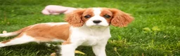 Cavalier King Charles Spaniel dogs for sale: Izzy - Ad 9