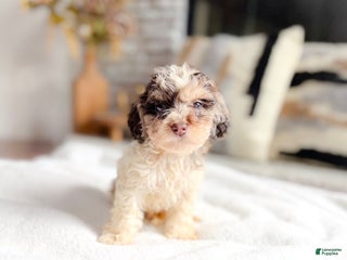 Cockapoo dogs - Ad 11