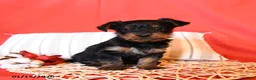 Yorkiepoo dogs for sale: Rascal - Ad 6