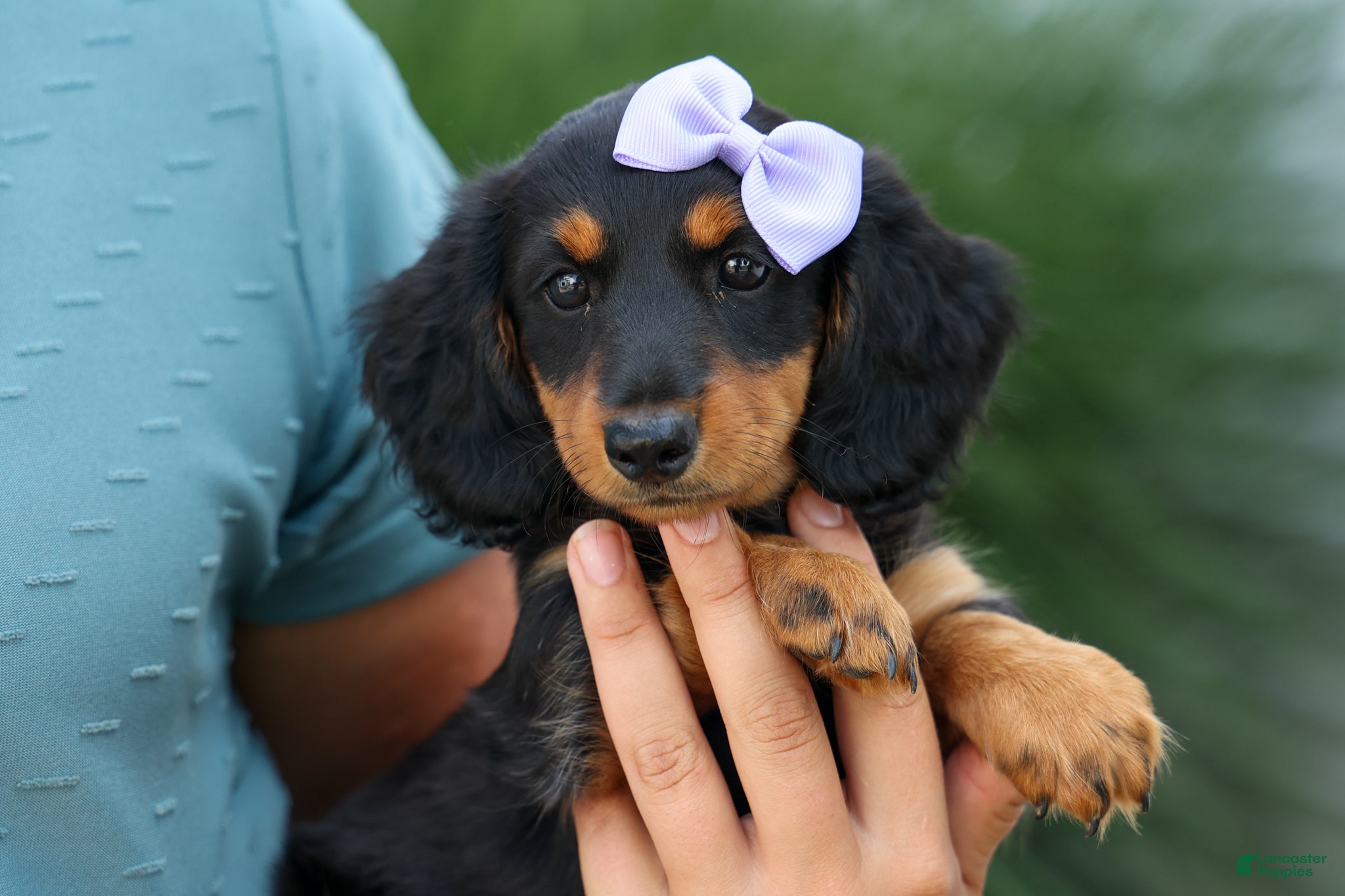 Miniature Dachshund dogs Sage 🐶 - Ad 2
