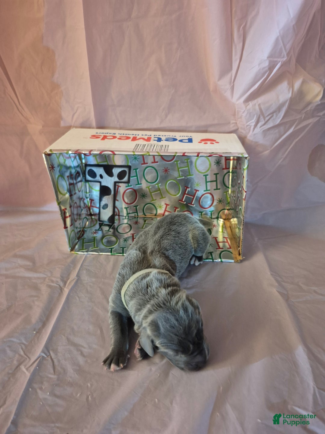 Great Dane dogs for sale: Twinkle - Ad 1