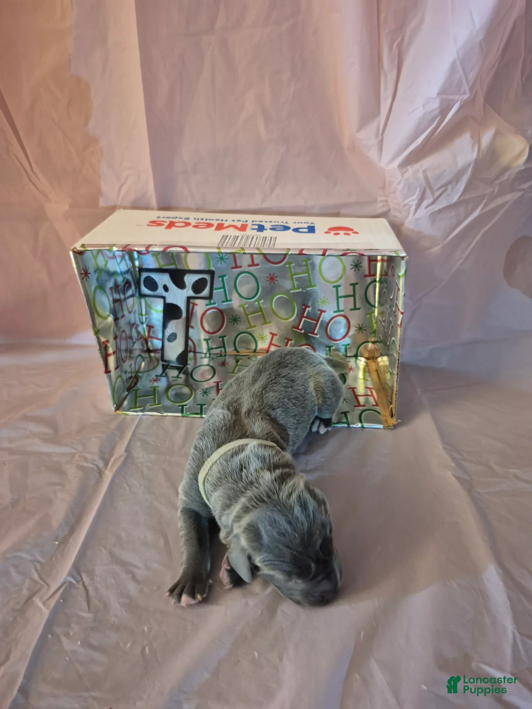 Great Dane dogs for sale: Twinkle - Ad 1