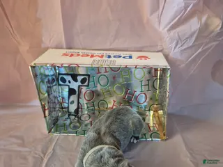 Great Dane dogs Twinkle - Ad 29