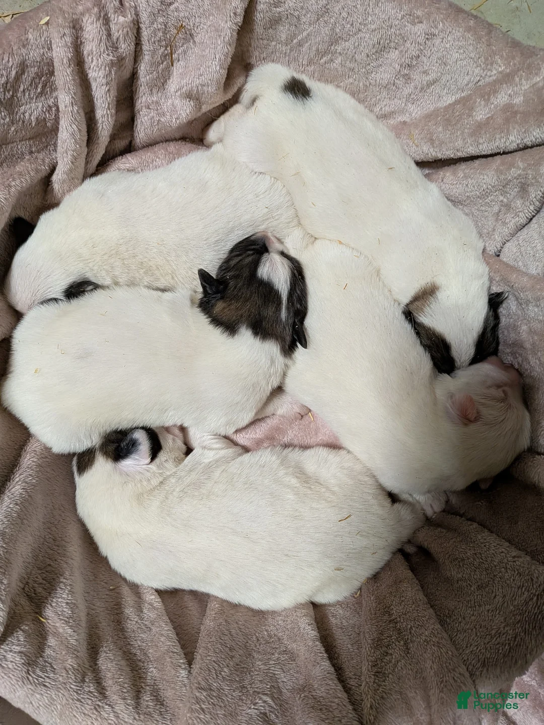 Great Pyrenees dogs for sale: Rudolph - Ad 9