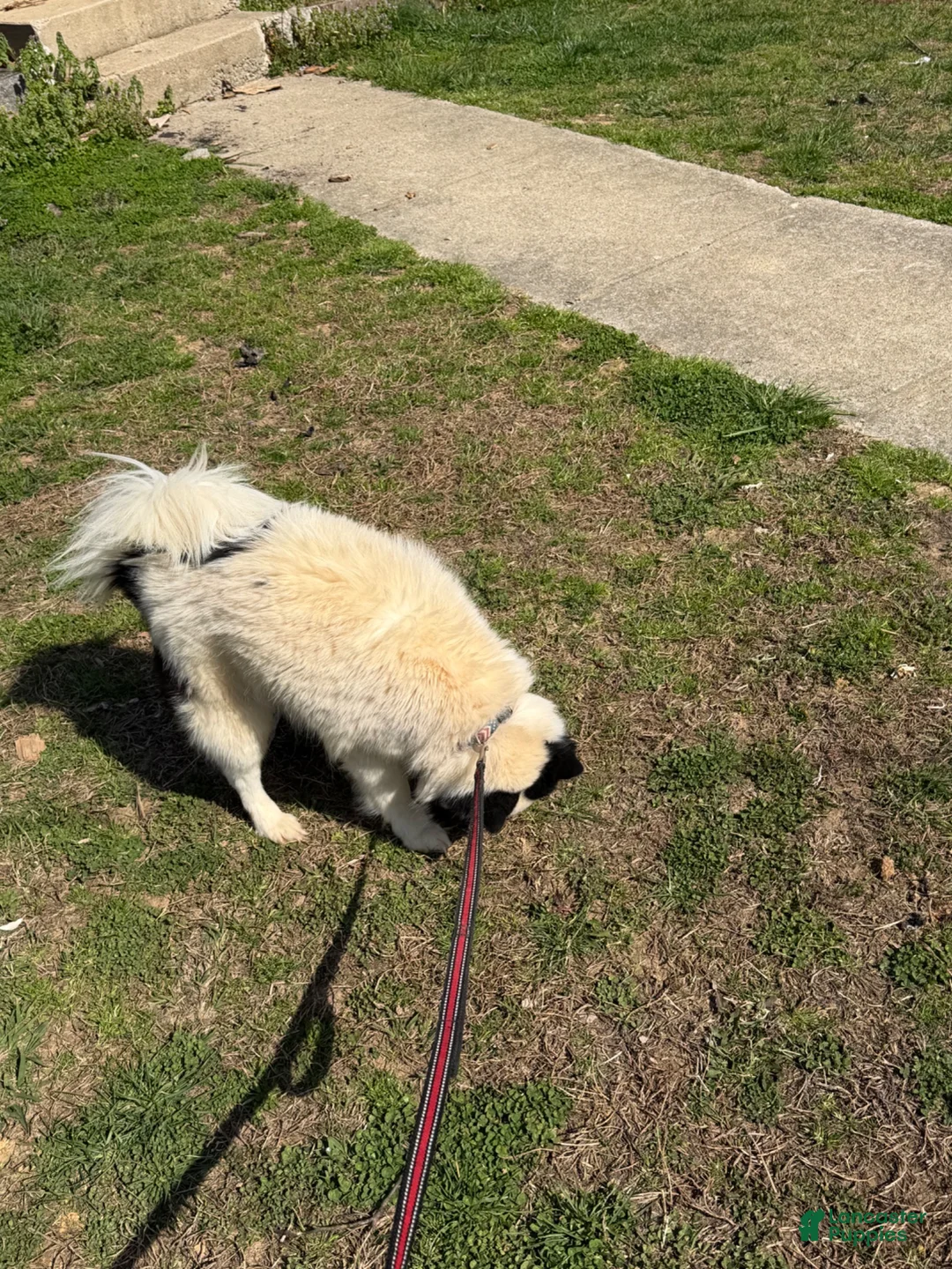 Pomsky dogs for sale: Pomsky 1 - Ad 2