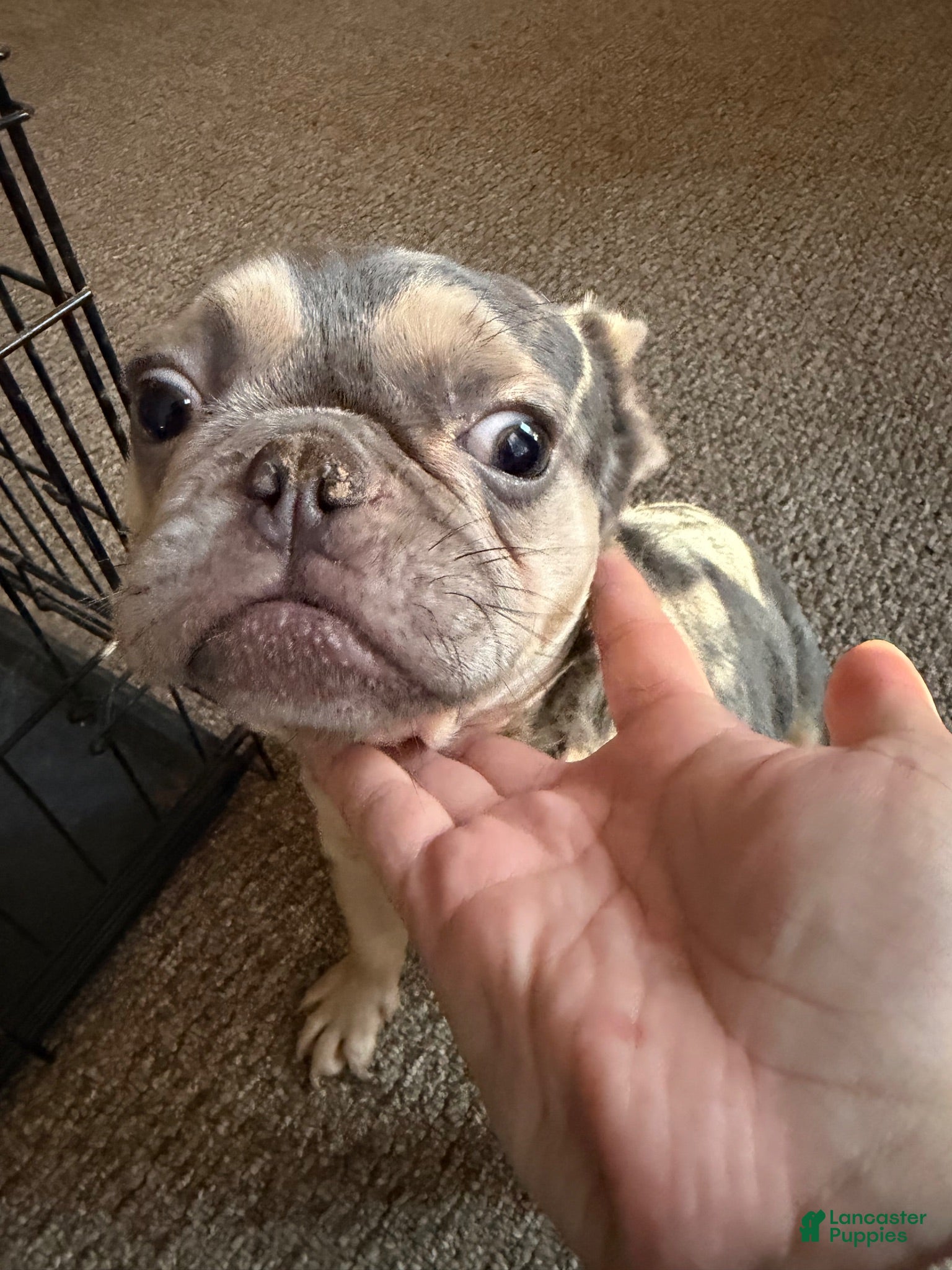 French Bulldog dogs French Bulldog 1 - Ad 29