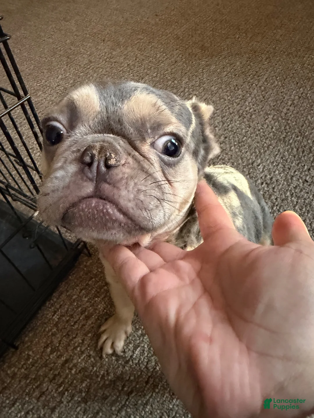 French Bulldog dogs for sale: French Bulldog 1 - Ad 1