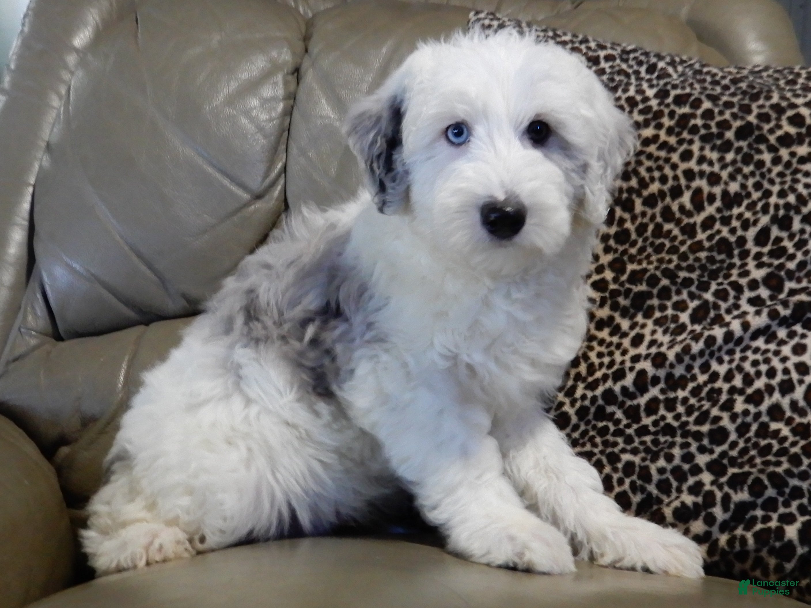 Sheepadoodle dogs Robby - Ad 2