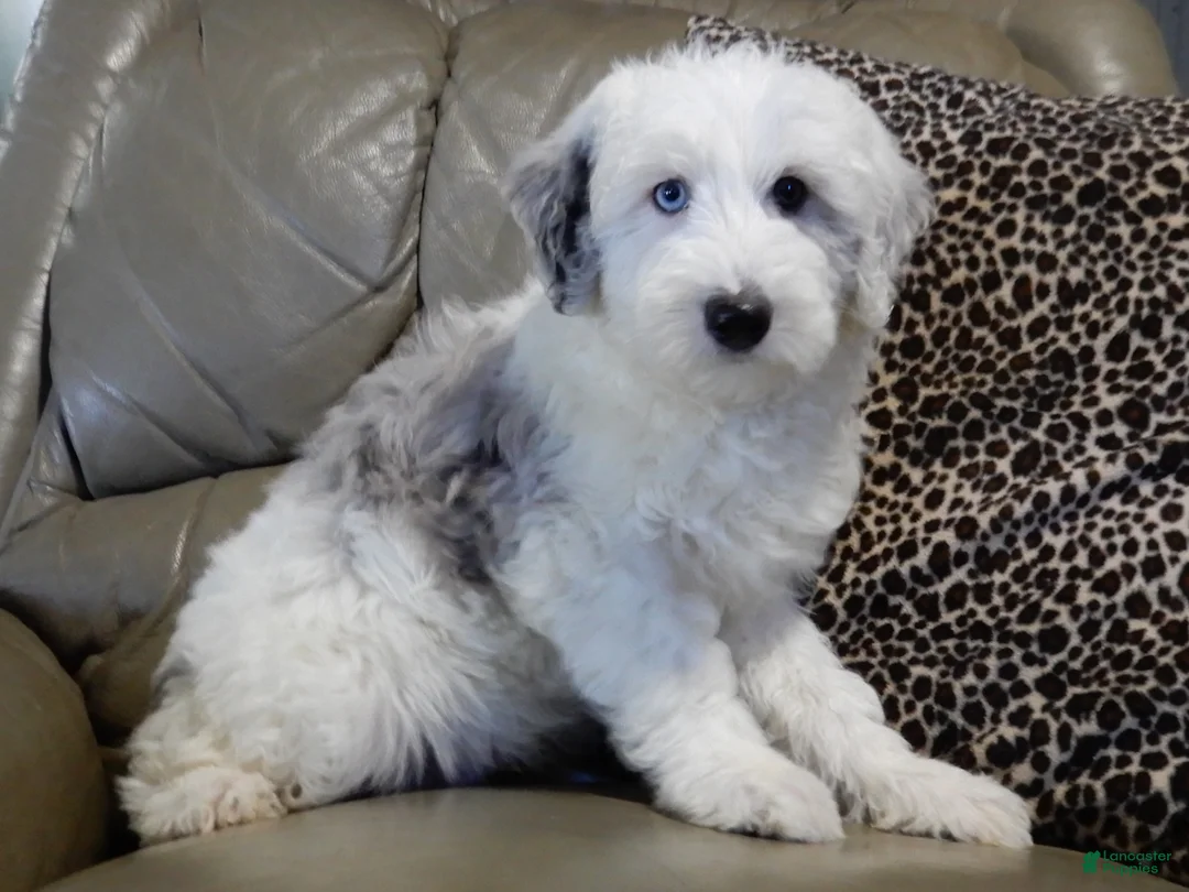 Sheepadoodle dogs for sale: Robby - Ad 2